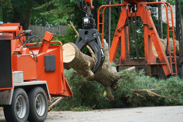 How Our Tree Care Process Works  in  Shongopovi, AZ